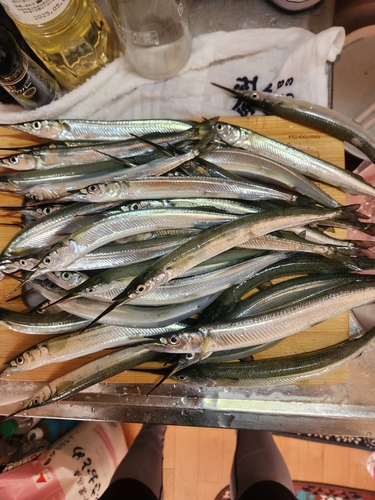 サヨリの釣果