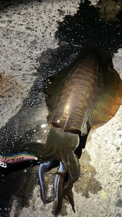 アオリイカの釣果