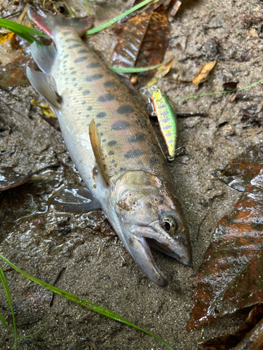 ヤマメの釣果