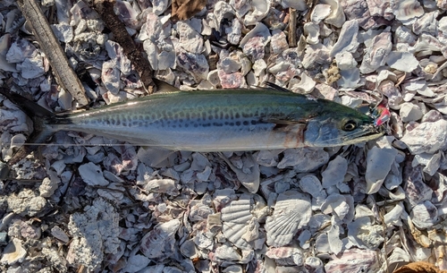 サゴシの釣果