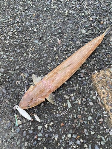 エソの釣果