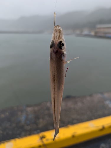 キスの釣果