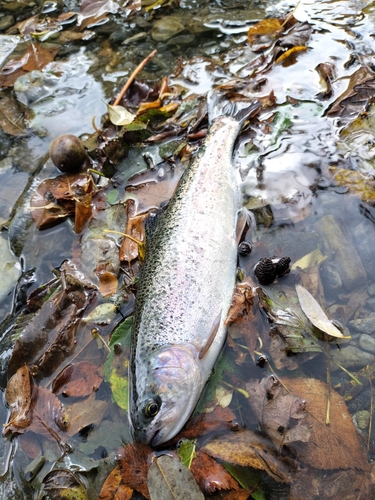 ニジマスの釣果