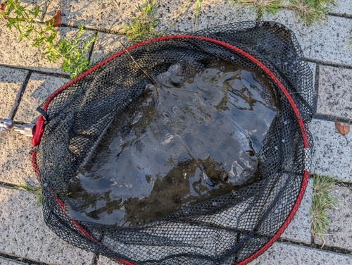 ツバクロエイの釣果