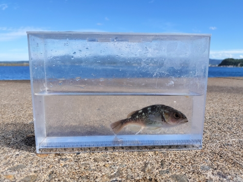 エゾメバルの釣果