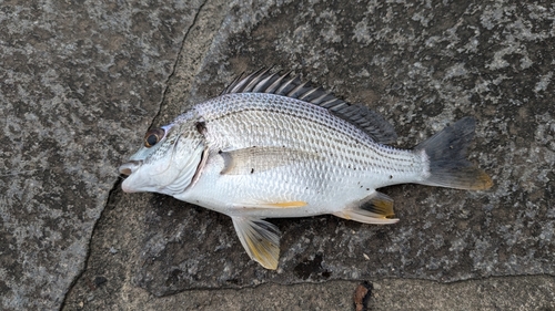 キビレの釣果