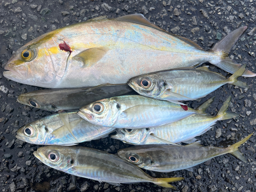 ショゴの釣果