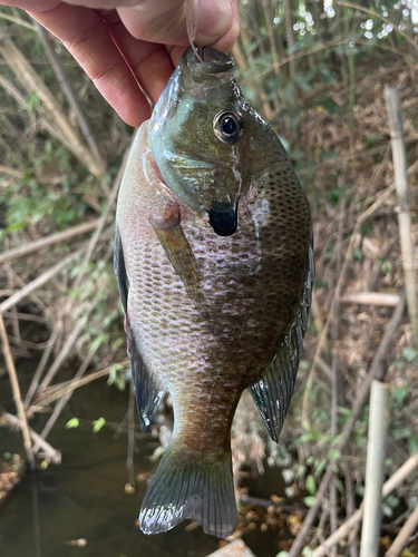 ブルーギルの釣果