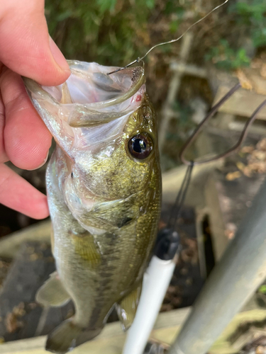 ラージマウスバスの釣果