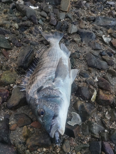 チヌの釣果