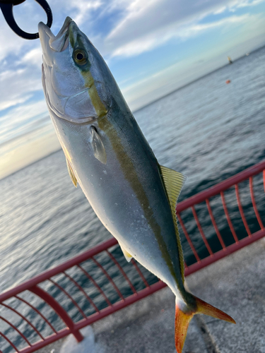 ハマチの釣果