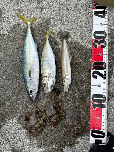 タコの釣果