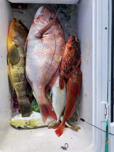 マダイの釣果