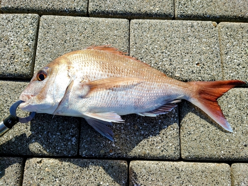 タイの釣果