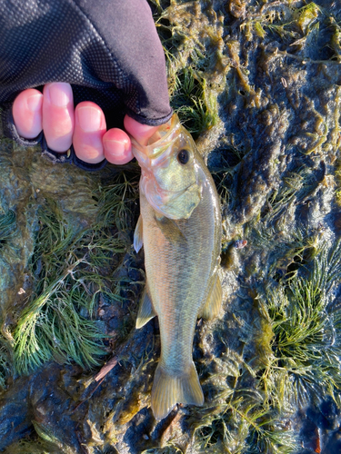 ラージマウスバスの釣果