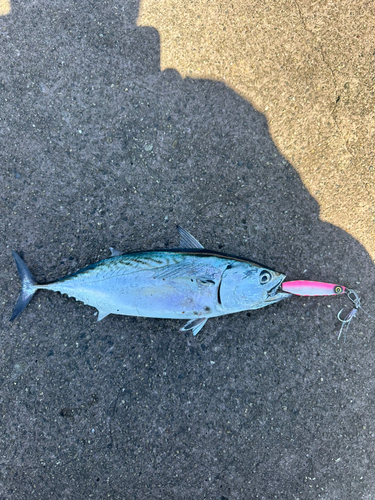 ソウダガツオの釣果