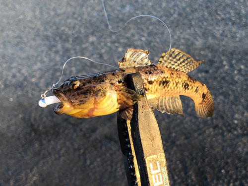 ウロハゼの釣果