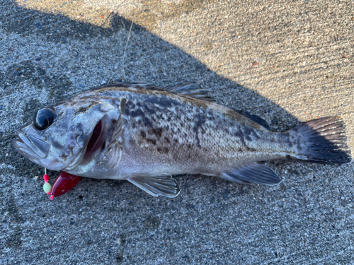 クロソイの釣果