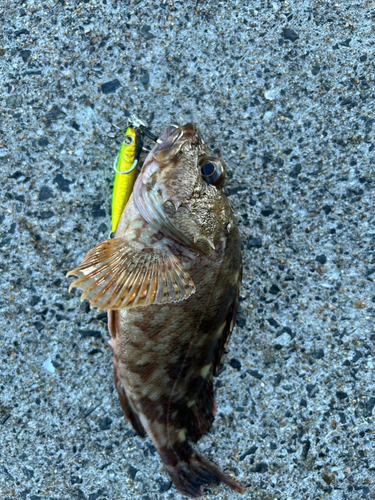 カサゴの釣果