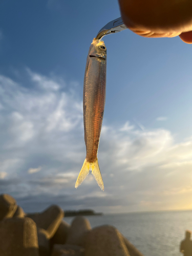 ウルメイワシの釣果