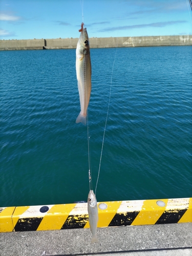 キスの釣果