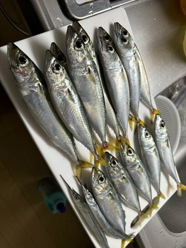 サバの釣果