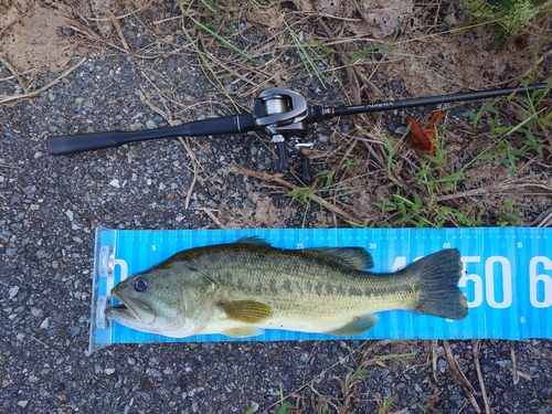 ブラックバスの釣果