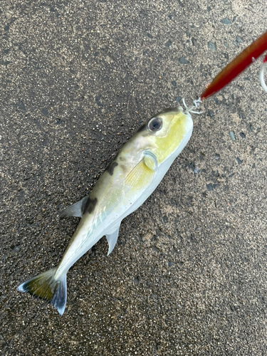 ショウサイフグの釣果