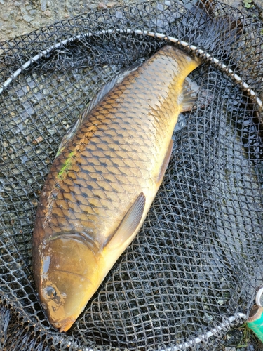 コイの釣果