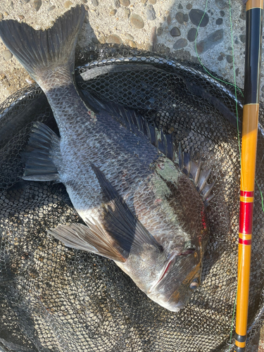 チヌの釣果