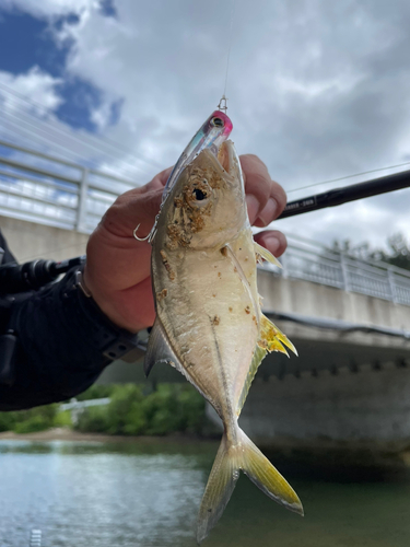 メッキの釣果