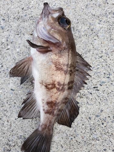 メバルの釣果