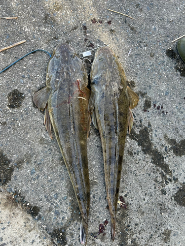 マゴチの釣果