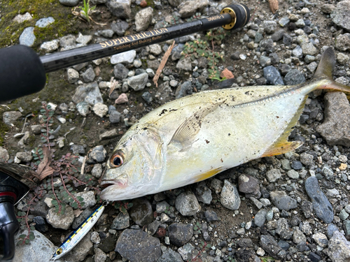 メッキの釣果