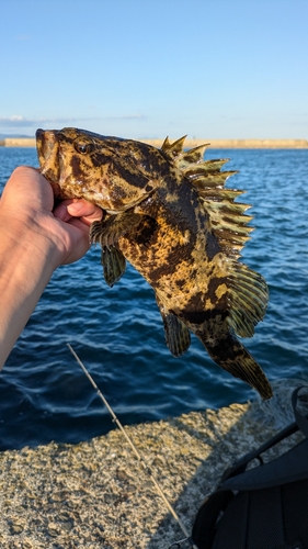 ベッコウゾイの釣果