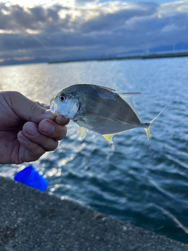 メッキの釣果