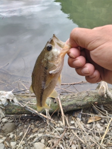 ラージマウスバスの釣果