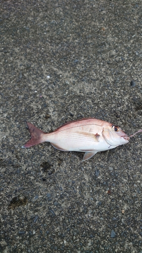 チャリコの釣果