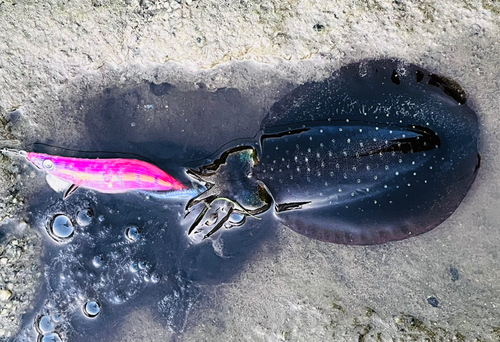 アオリイカの釣果