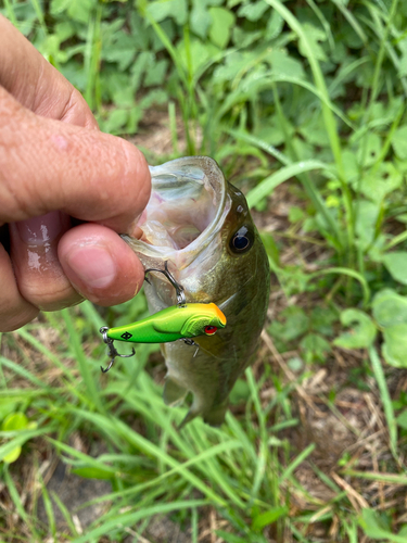 ブラックバスの釣果