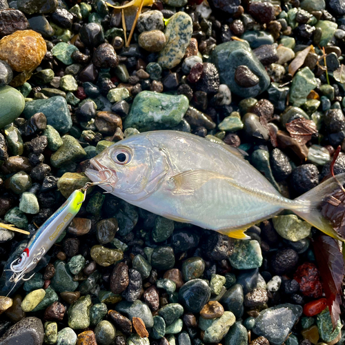 メッキの釣果