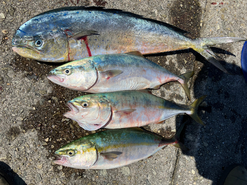 ハマチの釣果