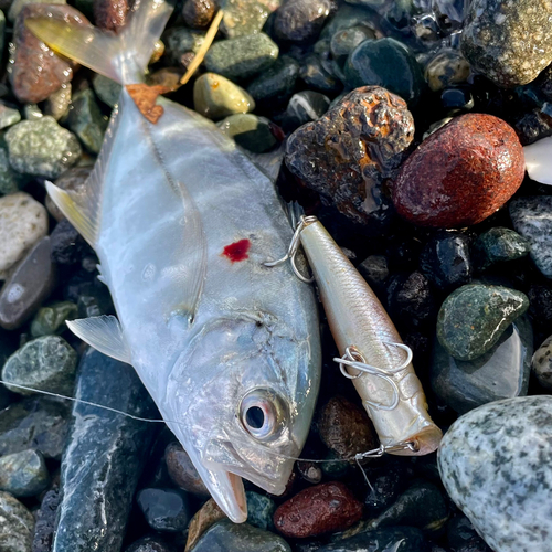 メッキの釣果