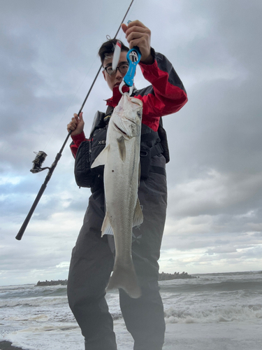 スズキの釣果