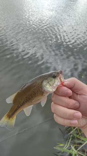 ラージマウスバスの釣果