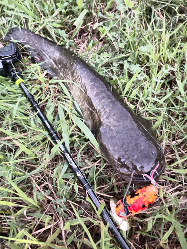 ナマズの釣果