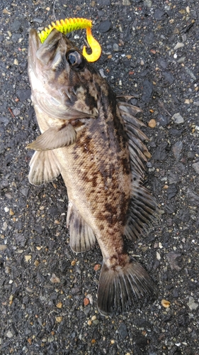 クロソイの釣果