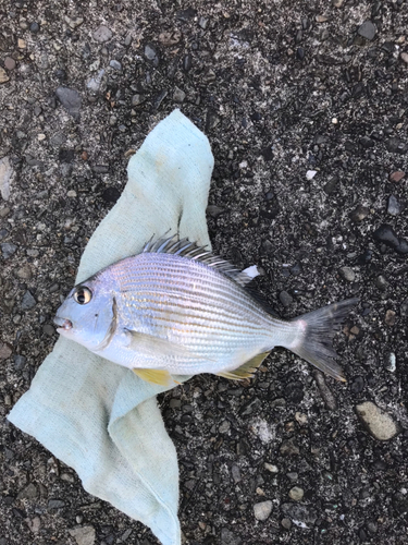 ヘダイの釣果