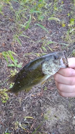 ラージマウスバスの釣果