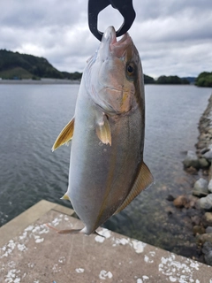 ショゴの釣果